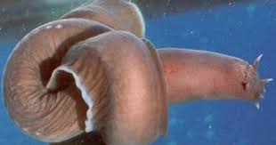 The 9 Strangest Animals On Earth Webecoist Scary Animals Weird Animals Weird Looking Animals