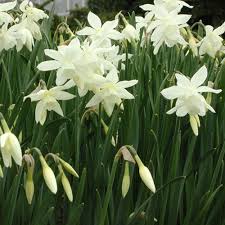 Narcissus Triandrus Thalia Rose Cottage Plants Narcissus Spring Flowering Bulbs Plants