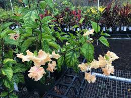 Image result for Hibiscus schizopetalus