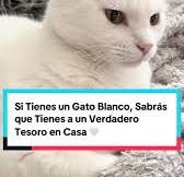 Gato Blanco: Un Tesoro en Casa