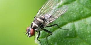 Biting Flies In Florida Problem Solved Pest Control