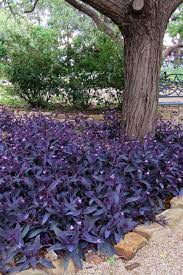 The roots will grow from this point. Buy Purple Heart Setcraesea Plants Free Shipping 6 Pack Of Pint Size Pots Tradescantia Pallida Purpurea For Sale Online On Wilson Bros