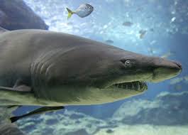 Shark Cartilage May Contain Toxin