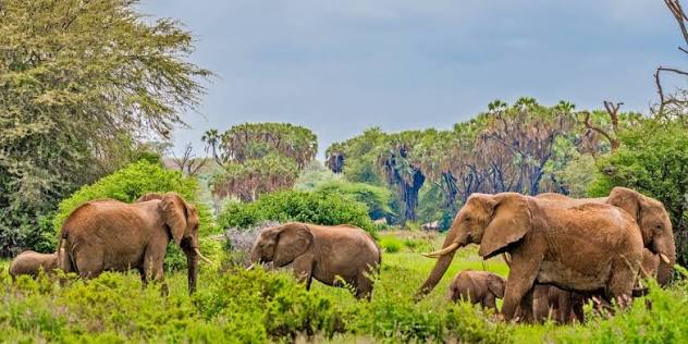 6 Days Kenyan Northern Circuit Safari