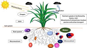 Schematic representation of uptake and movement of mineral ions in root...  | Download Scientific Diagram