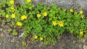 Image result for Oxalis corniculata
