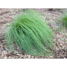 Image result for Sporobolus panicoides