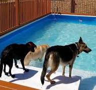 Portable Dog Pools Available in Any Size