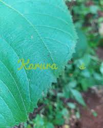 Image result for Neoboutonia