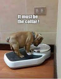 Best Wet Dog Food Reviews In Terms Of Value Budget Hellow Dog Cute Funny Animals Funny Animal Memes Pug Memes