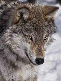 Wolves And Nature On Pinterest Wolf Photos Wolf Love Wolf World