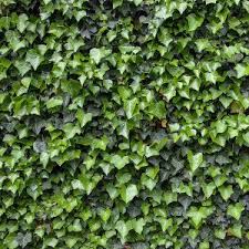 Pin Von Myfence Sichtschutz Nach Mass Auf Tolle Motive Fur Deinen Sichtschutz Gartensichtschutz Terrassensichtschutz Balkonbespannung