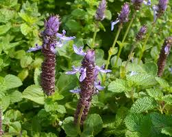 Image result for Coleus neochilus