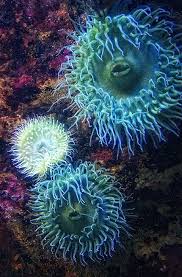 Sea Anemone Click Here To Find Out More Http Googydog Com Sualti Akvaryum Nehir