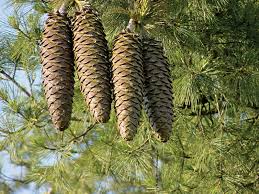 What is the fastest growing pine tree? The 7 Best Pinecones Britannica