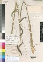 Image result for Ctenium concinnum