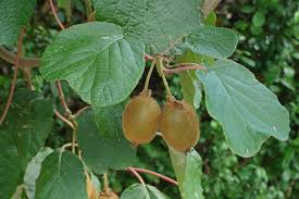 Image result for Actinidia