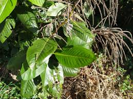 Image result for Triplaris americana