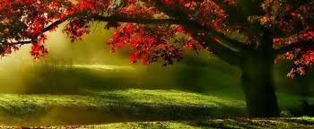 Vous cherchez à créer un coin d' ombre naturel dans votre jardin ? Arbres Pour Avoir De L Ombre En Ete Jardin Ombrage