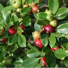 Image result for Psidium