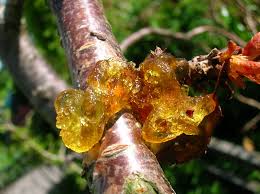 Also, blackthorn (prunus spinosa) is an intermediate host in which the fungus multiplies, and after that migrates on cultivated species. Fruit Tree Care Organic Disease Control Stark Bro S
