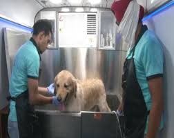 Instant access to the best pet grooming in your area! Ludhiana Gets Mobile Pet Grooming Services Amid Covid 19