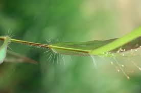 Image result for Panicum brevifolium