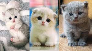 Some pics of sweet and cute baby cats. Super Cute Kittens In The World Cute Baby Cats 2 Youtube