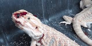 An important thing is for a baby bearded dragon, their basking spot should be between 105 and 110, and the other side of the tank should be between 80 and 85. Reptiles Suffer Left To Die At Another Massive Petsmart Supplier Mill