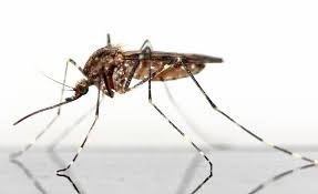 If your searching for pest control sugar land? Mosquito Pest Control Houston Spring Katy Sugar Land Tx