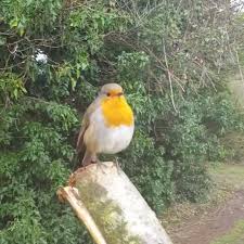 Birds That Start With B Sound On Singing Eurasian Robin By Madashots Wildlifenature Your Best Birds Bestbirdshots Best Birds Of Wor Animals Beautiful Bird Pictures Robin