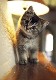 Pin By D Kor Time By Nilly On Cats Lover Amante De Los Gatos Baby Animals Pictures Kittens Cutest Kittens And Puppies