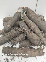 Image result for Curculigo pilosa