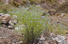 Image result for Haumaniastrum katangense