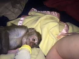 Visit our monkeys for sale page to find capuchin monkeys for sale in your area. Baby Capuchin Monkeys Available Home Facebook