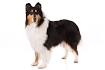 Collie Dogs| Collie Dog Breed Info & Pictures | PetMD