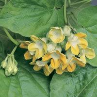 Image result for Telosma