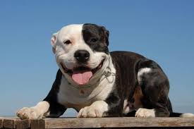 Black and white pitbull with blue eyes. Pitbull Husky Mix Information All About The Pitsky K9 Web