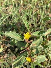 Image result for Corchorus tridens