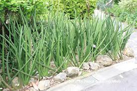 Image result for Marsdenia angolensis