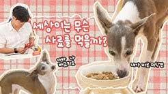 15살 노견 루니와 7개월 개춘기 보니의 관계를 개선하기 위해 국내 최초, 수의사이자 트레이너인 설채현 수레이너(수의사+트레이너)가 세 자매네를 찾았다. ì„¤ì±„í˜„ì˜ Dogì„¤tv Youtube