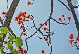 Image result for Erythrina abyssinica
