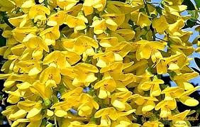 Kulit pecah pecah juga sering terjadi pada musim dingin, sebagian besar disebabkan oleh minimnya pemanasan dalam ruangan dan tingkat kelembapan yang rendah. Bobovnik Laburnum Penanaman Dan Penjagaan Di Taman Taman Ini