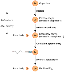 43 3c Gametogenesis Spermatogenesis And Oogenesis