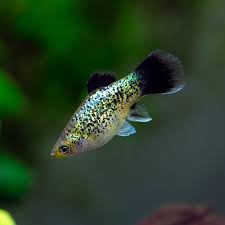 Image result for Platycoryne