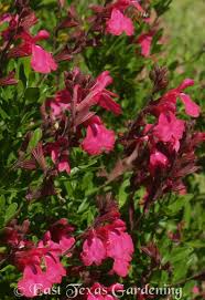 Plants texas landscaping texas plants best plants for shade perennial plants edible plants wild flowers texas native plants lady. East Texas Gardening With Keith Hansen