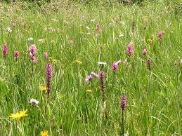 Image result for Andropogon amethystinus