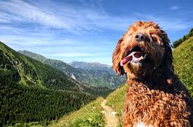 Bezienswaardigheden mooiste plaatsen en andere hoogtepunten. Landeninformatie Voor Honden Die In Slowakije Op Vakantie Gaan Dogsincluded