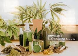 Image result for Cannabaceae