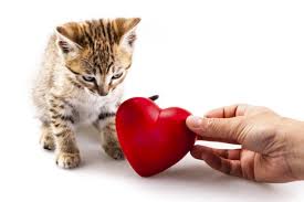 There was no warnings or signs that he was in distress. 7 Causes Of Sudden Death In Cats